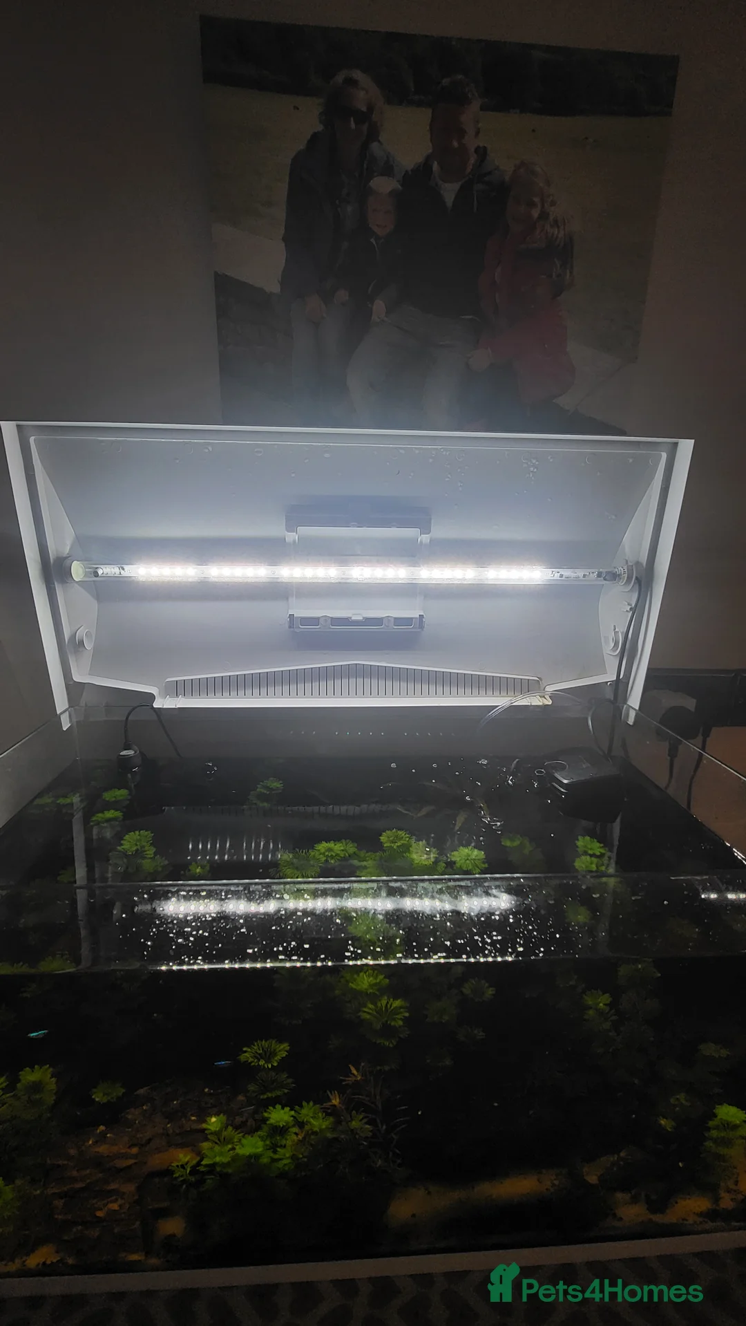 Gouramis fish for sale: Fish for sale - Advert 4