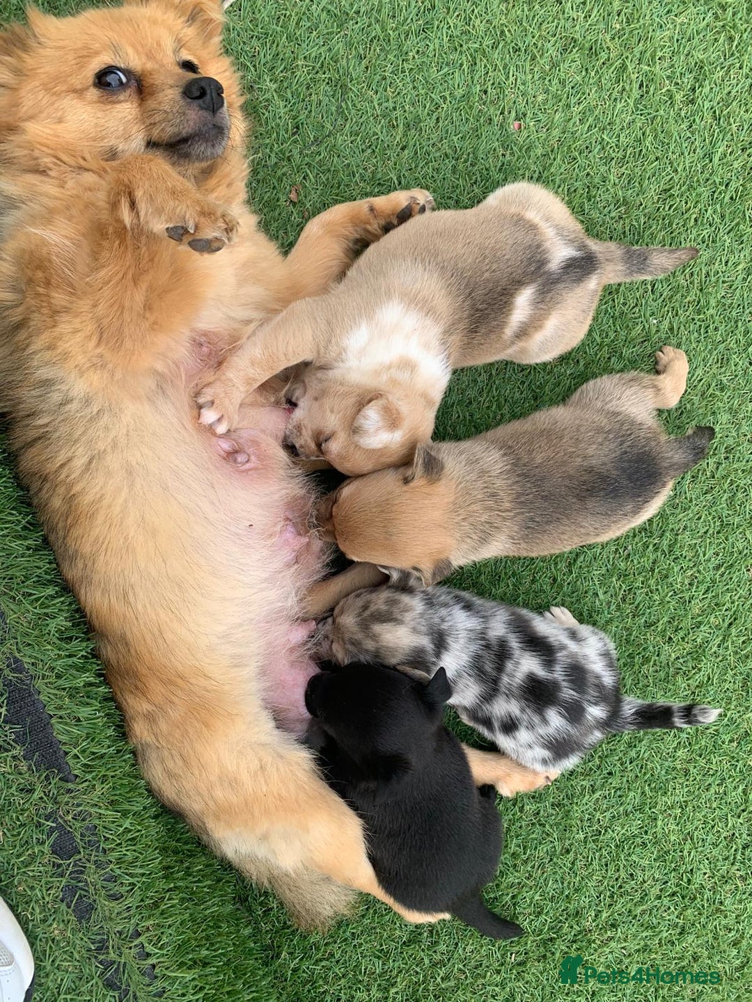 Pomchi dogs for sale: Pomchi - Image 6