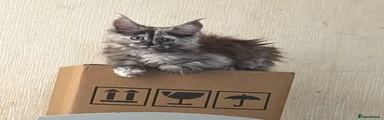 Maine Coon 3