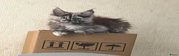 Maine Coon cats for sale: Maine coon kittens  - Advert 8