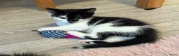 British Longhair cats for sale: 6 stunning kittens - Advert 10