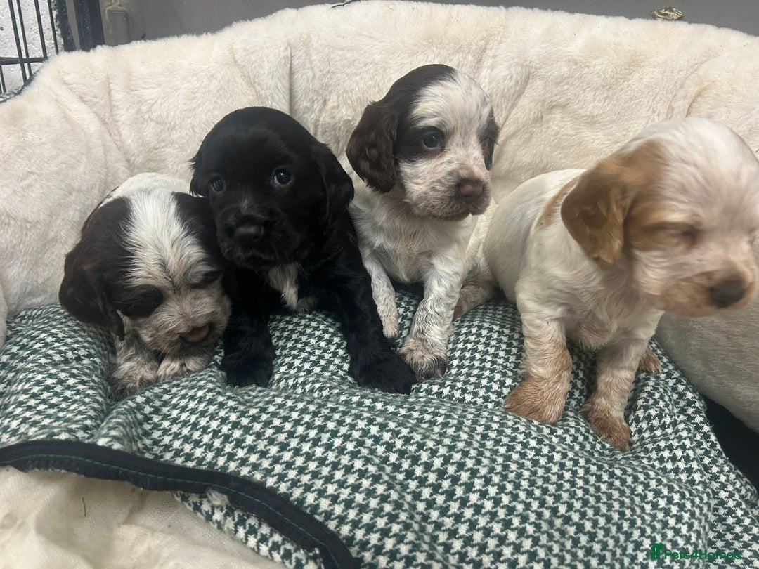 Cocker Spaniel dogs for sale: Beautiful KC Roan Working Type Cocker Puppies - Image 5