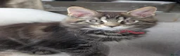 Maine Coon cats for sale: Chunky loveable Maine Coon Boy - Advert 13