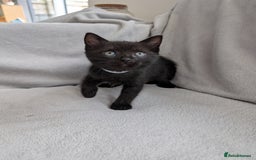 Ragdoll cats for sale: Tabby or black Ragdoll x kittens - Image 37