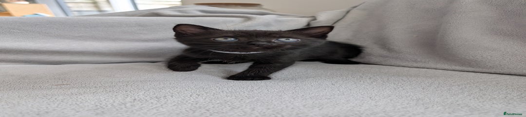 Ragdoll Kitten 5 - Dobby