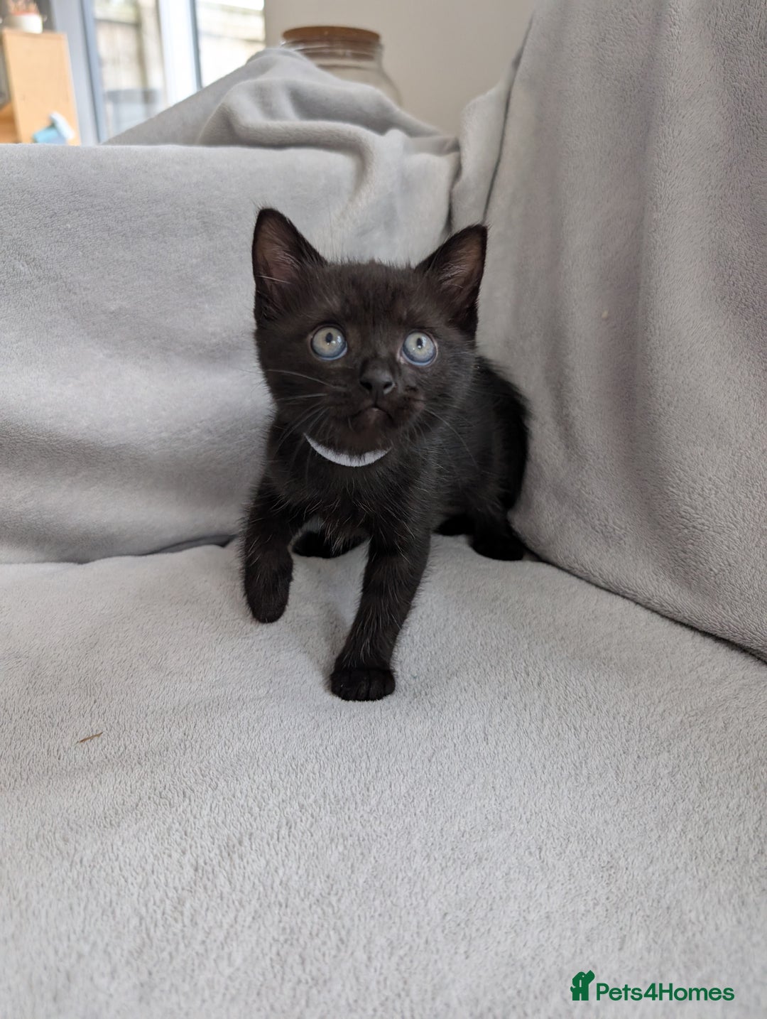 Ragdoll cats for sale: Tabby or black Ragdoll x kittens - Image 37