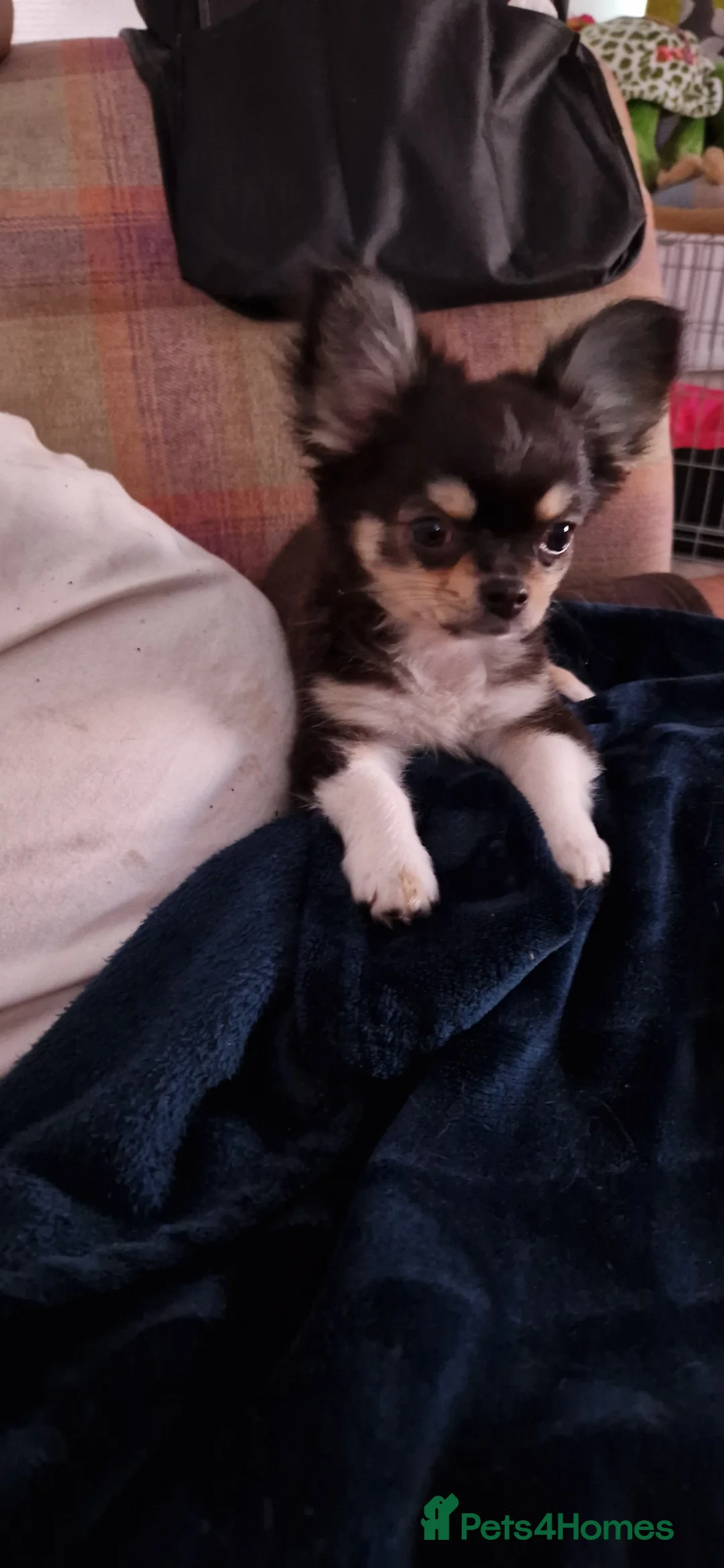 Chihuahua dogs for stud:  Milo-long haired tri  chihuahua for stud. - Advert 15
