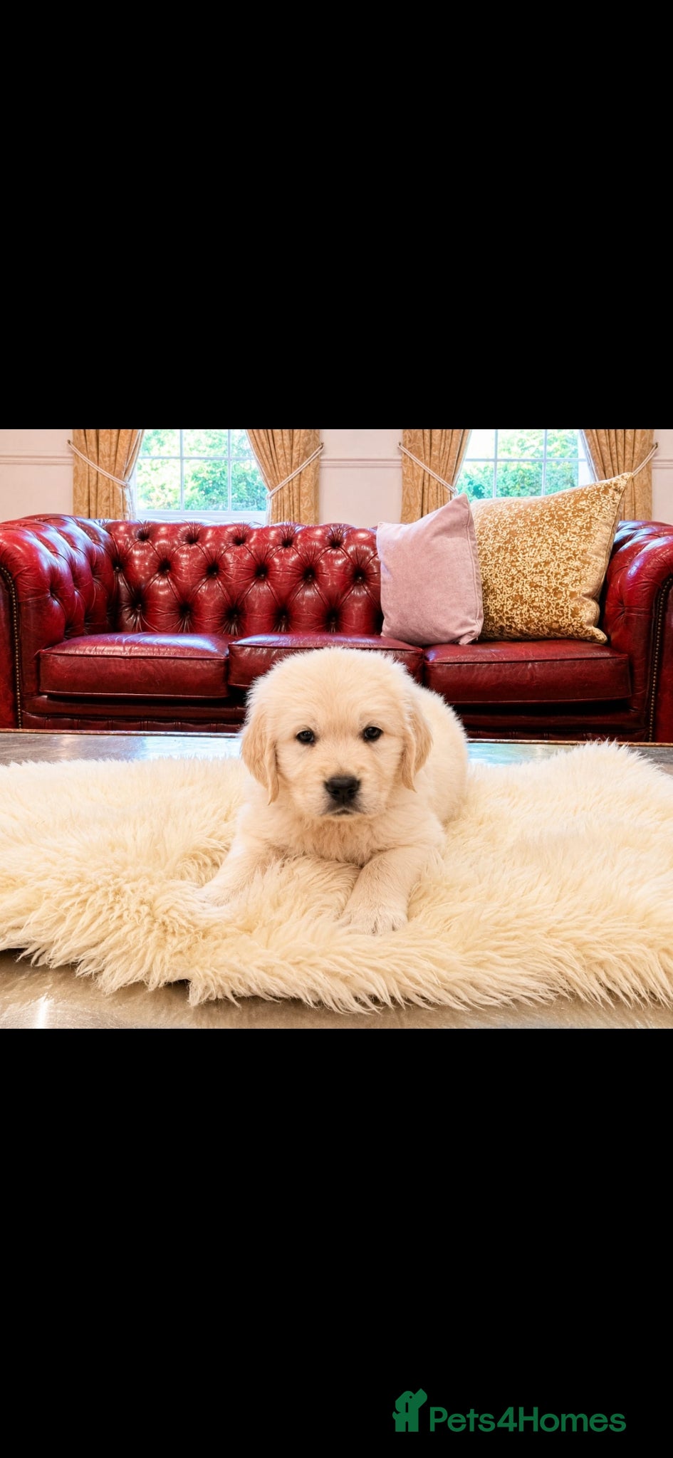 Golden Retriever dogs Newmiller Retrievers Upcoming Litter Announcement  - Advert 1
