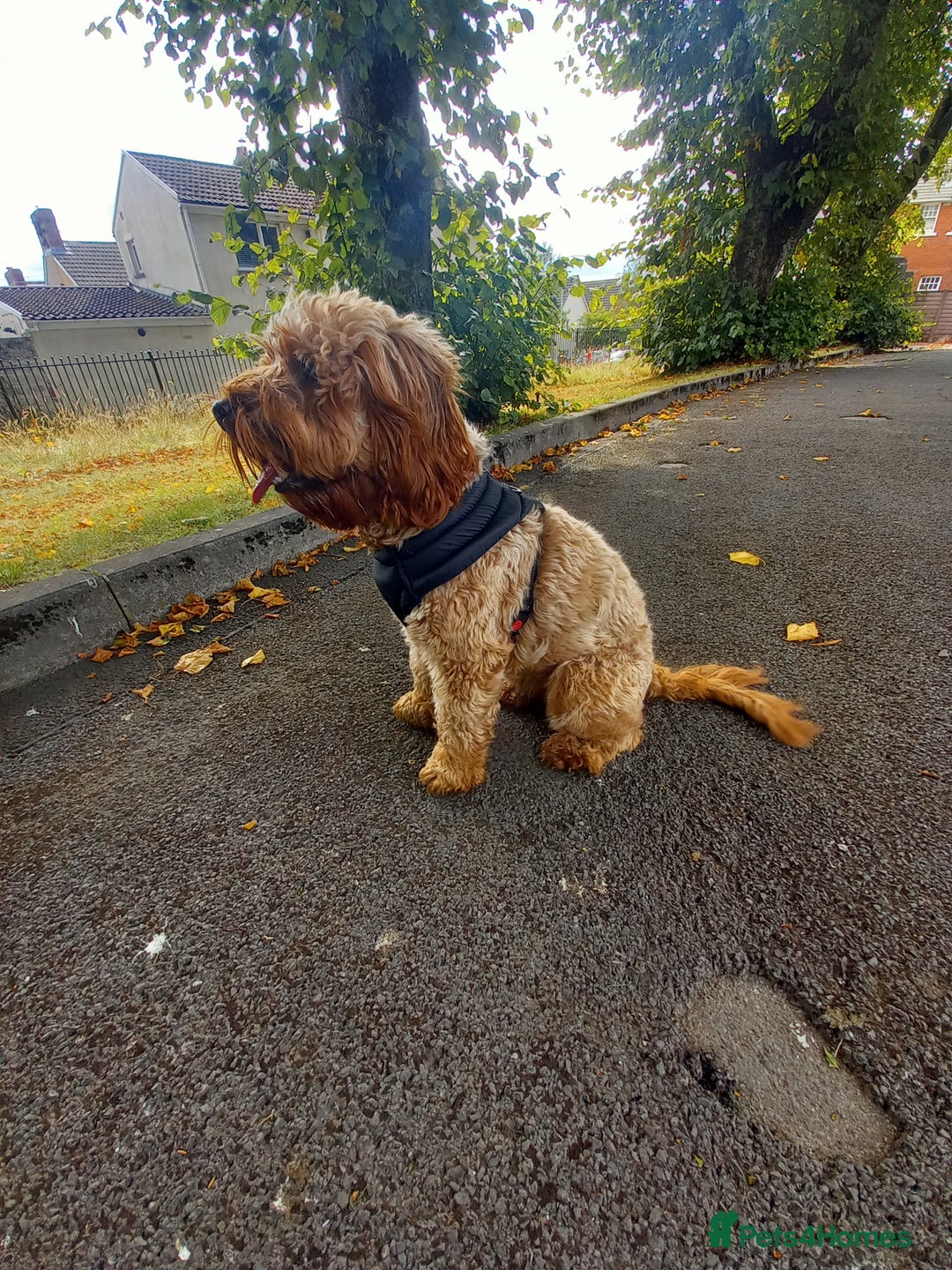 Cockapoo dogs for sale: F2 Cockapoo - Image 7