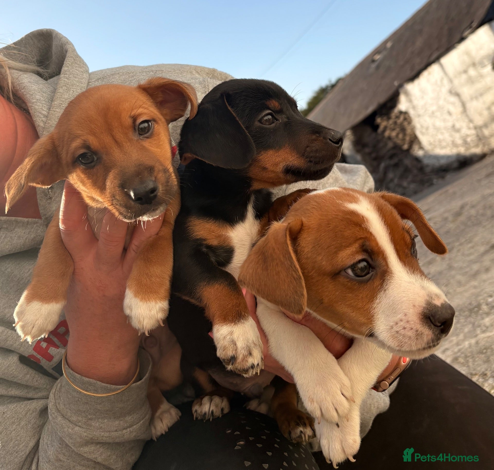 Jack Russell dogs Beautiful Jack Russell puppies - Advert 1