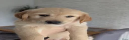 Golden Retriever dogs for sale: Beautiful golden retriever puppies for sale - Advert 2