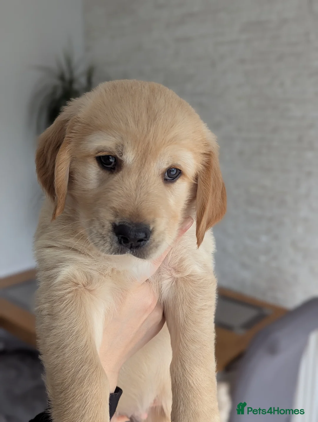 Golden Retriever dogs for sale: Beautiful golden retriever puppies for sale - Advert 2