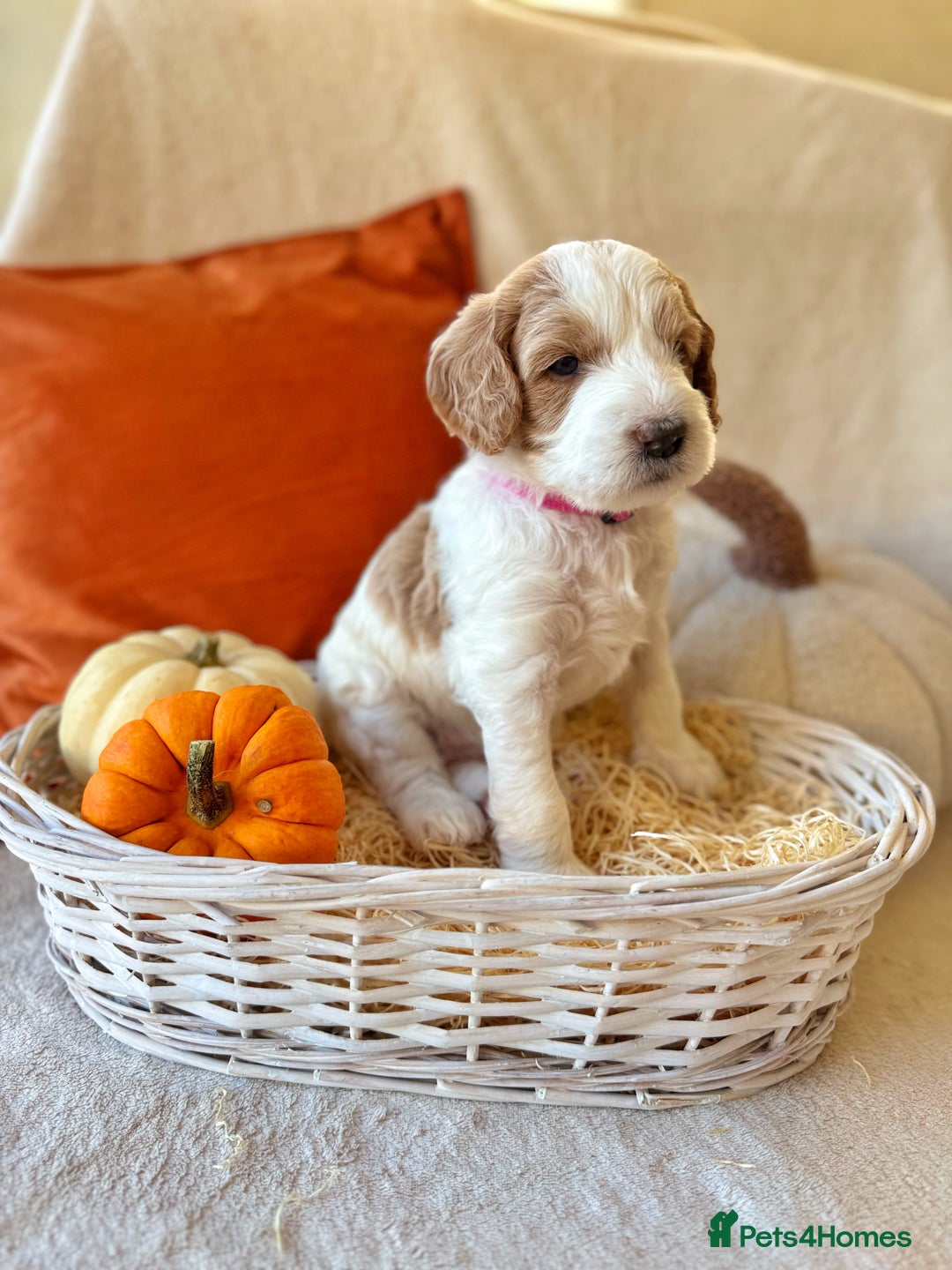 Australian Labradoodle dogs for sale: Pure Multigen Australian Labradoodle Puppies - Image 6