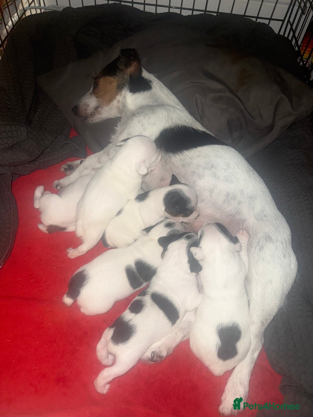 Jack Russell dogs for sale: Beautiful Jack Russell Litter - Image 30