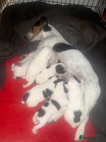 Jack Russell dogs - Advert 2