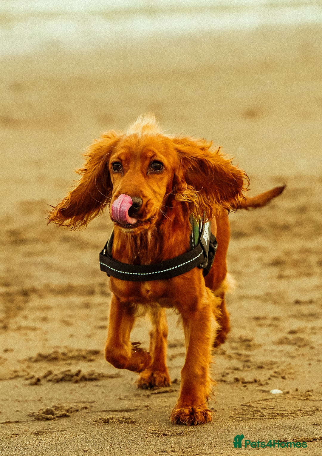 Cocker Spaniel dogs for sale: Cocker spaniel Ruby - Advert 2