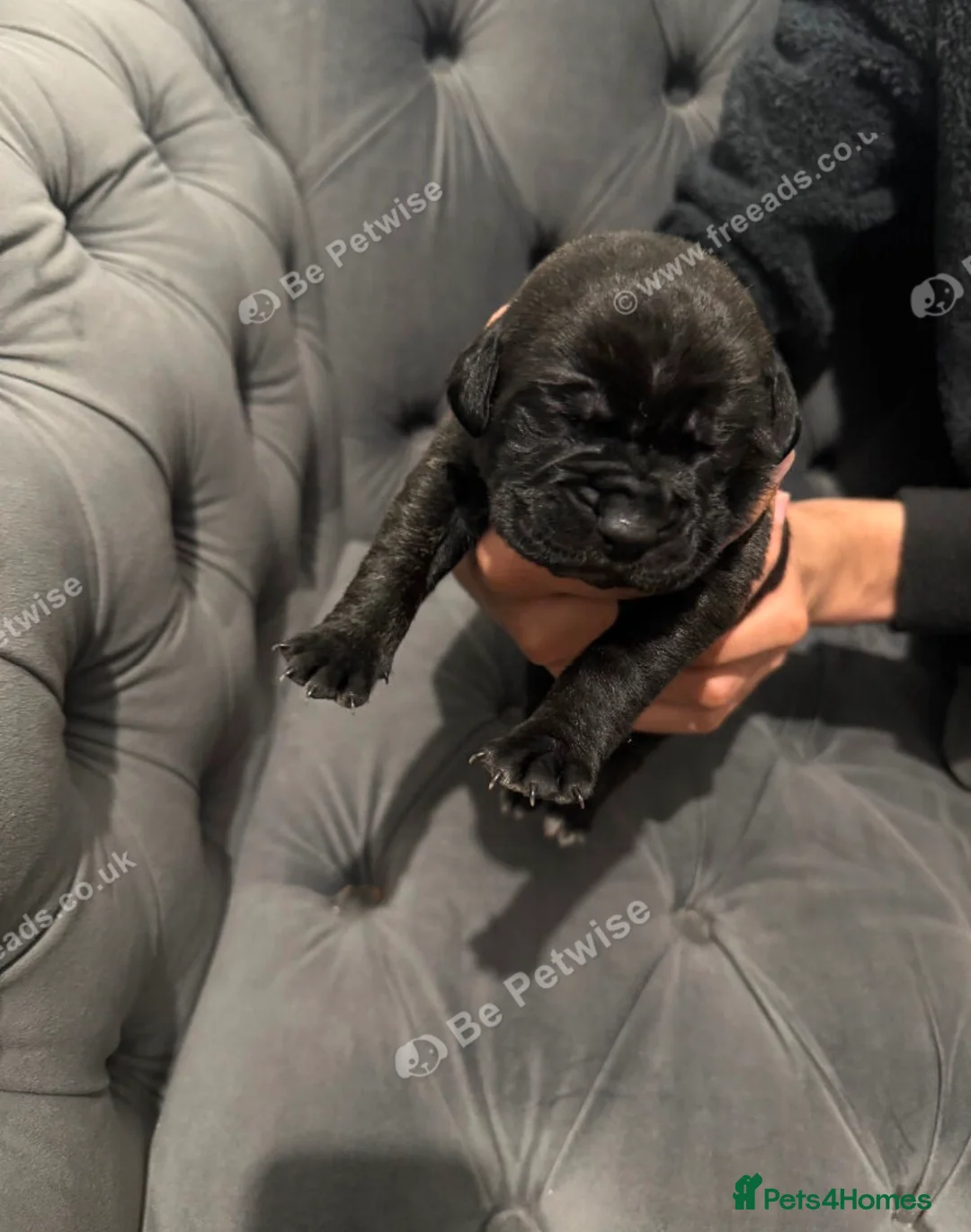 Presa Canario dogs for sale: Outstanding Presa Canario puppies  - Advert 3