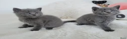 British Shorthair cats for sale: British shorthair  in Canterbury - Advert 27