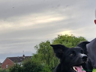 Border Collie dogs in Nuneaton - Advert 5