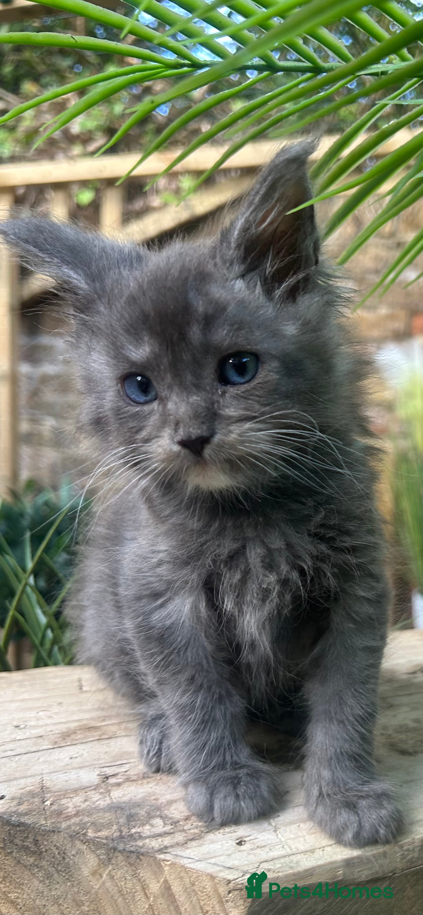 Maine Coon cats for sale: Maine Coon Kittens | Elite Maine Coons - Advert 2