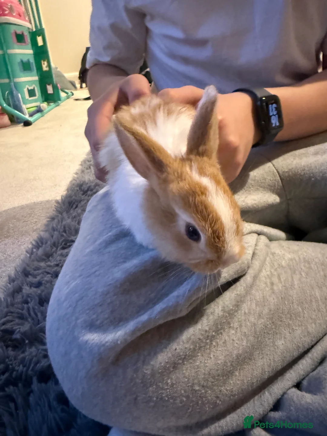 Mixed Breed rabbits for sale: Baby bunnies - Advert 2