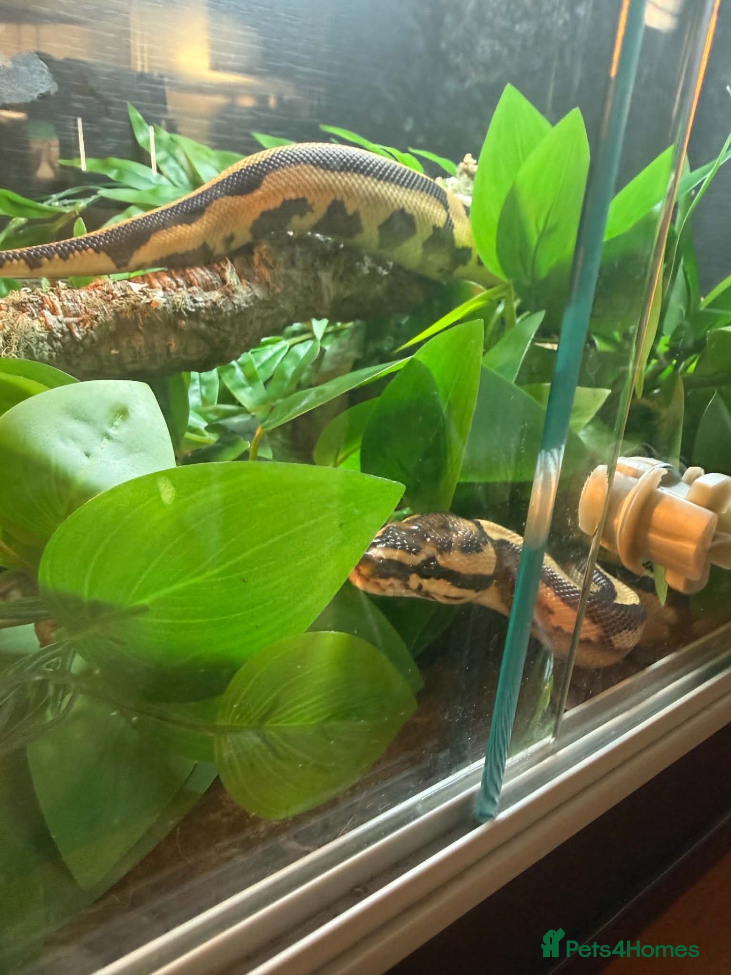 Python Snake reptiles Boba comes with her full set up  - Advert 2