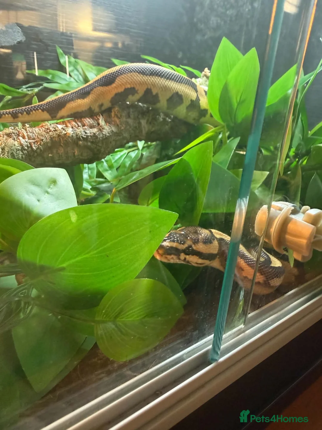 Python Snake reptiles for sale: Boba comes with her full set up  - Advert 2