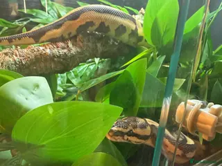 Python Snake reptiles Boba comes with her full set up - Advert 2