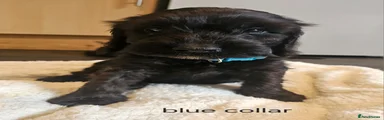 Blue boy