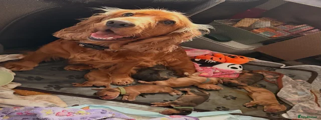 Lady