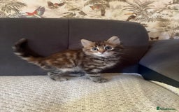 Bengal cats for sale: Adorable Kittens Looking for a New Home 🐾 - Image 2
