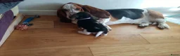 Basset Hound dogs for sale: Basset puppies  in Watchet - Advert 22