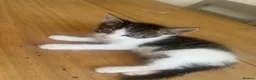 Aegean cats for sale: 5 male greek aegan kittens  - Advert 1
