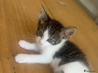 Aegean cats 5 male greek aegan kittens - Advert 9