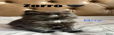 Zorro