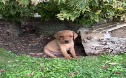 Labrador Retriever dogs for sale: Dark Red and Yellow KC reg DNA Clear Lab Puppies - Image 30