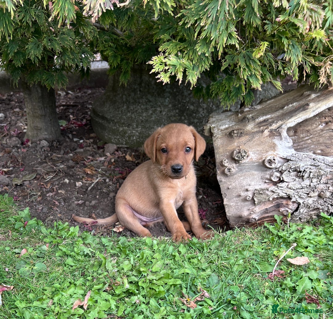 Labrador Retriever dogs for sale: Dark Red and Yellow KC reg DNA Clear Lab Puppies - Image 30