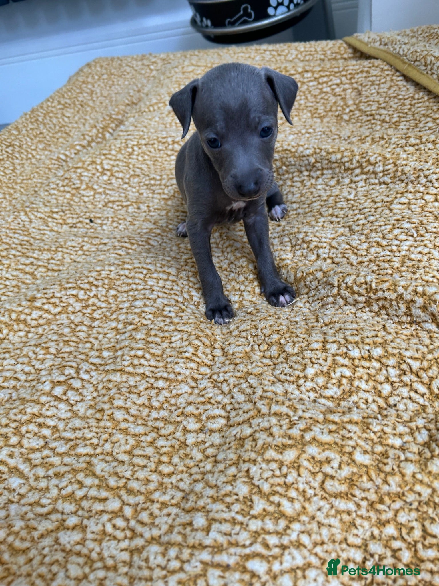 Italian Greyhound dogs Beautiful Italian greyhounds - Advert 2