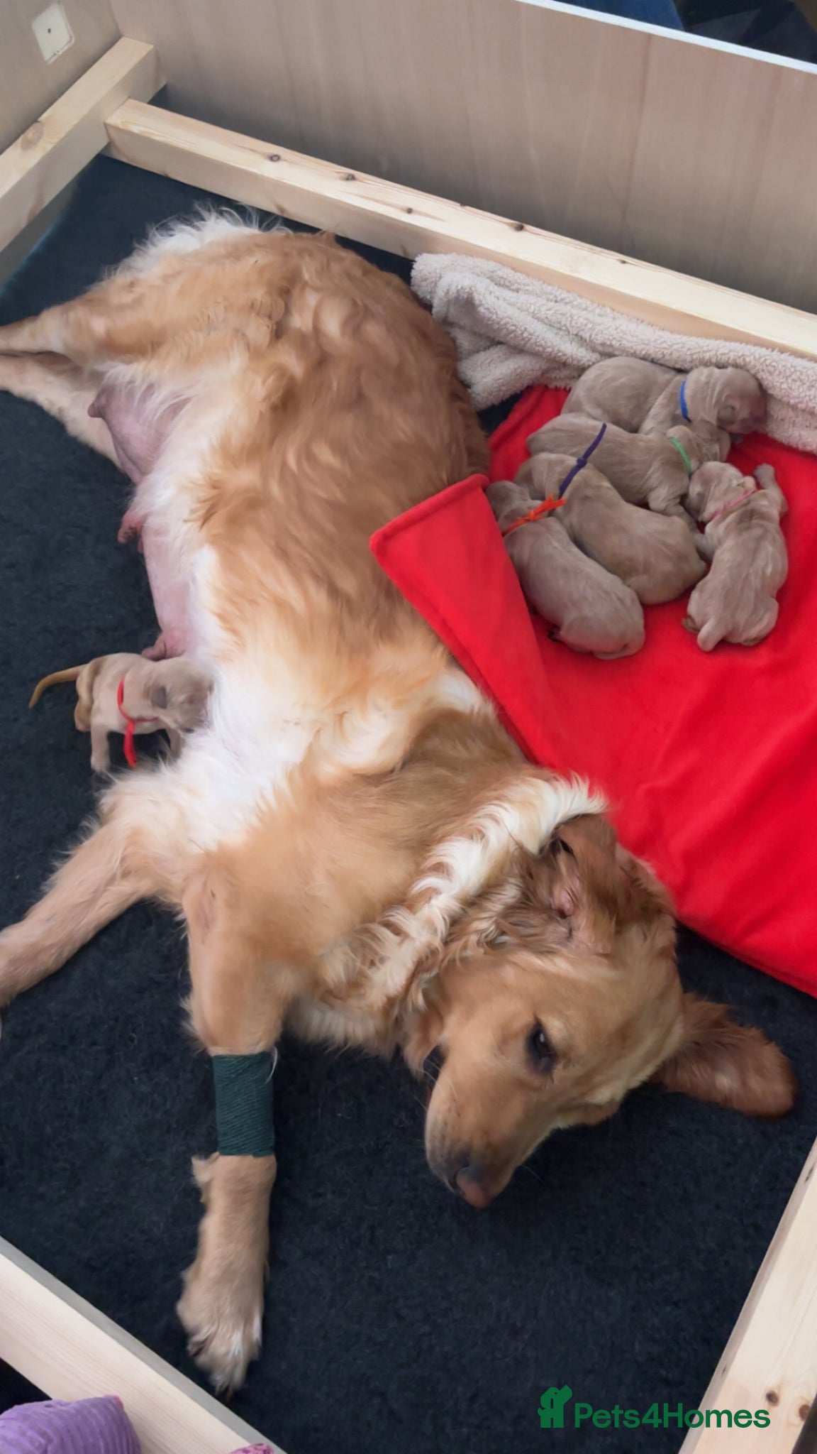 Golden Retriever dogs Pedigree Golden Retriever Puppies  - Advert 8