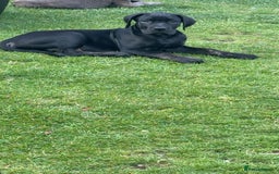 Mixed Breed dogs for sale: Italian Daniff Pups  - Image 15