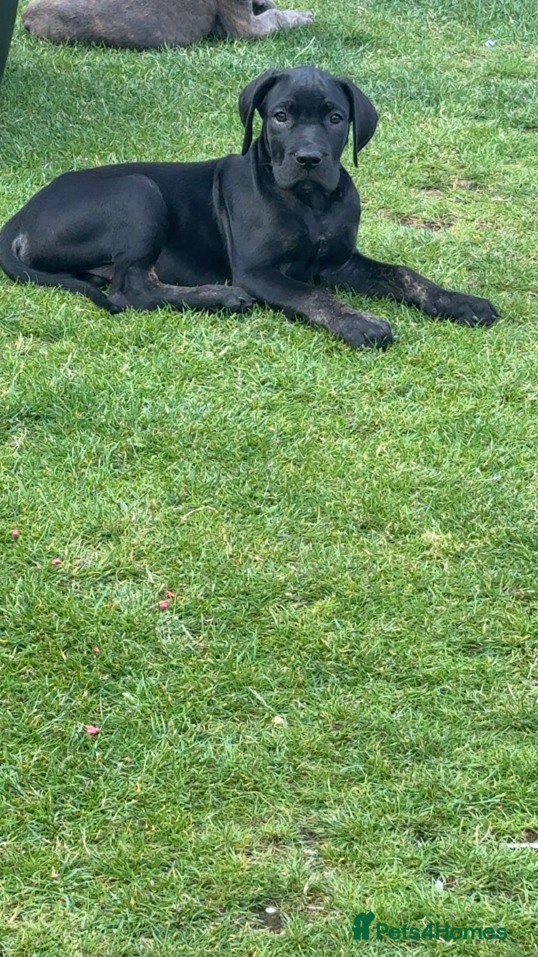Mixed Breed dogs for sale: Italian Daniff Pups  - Image 15
