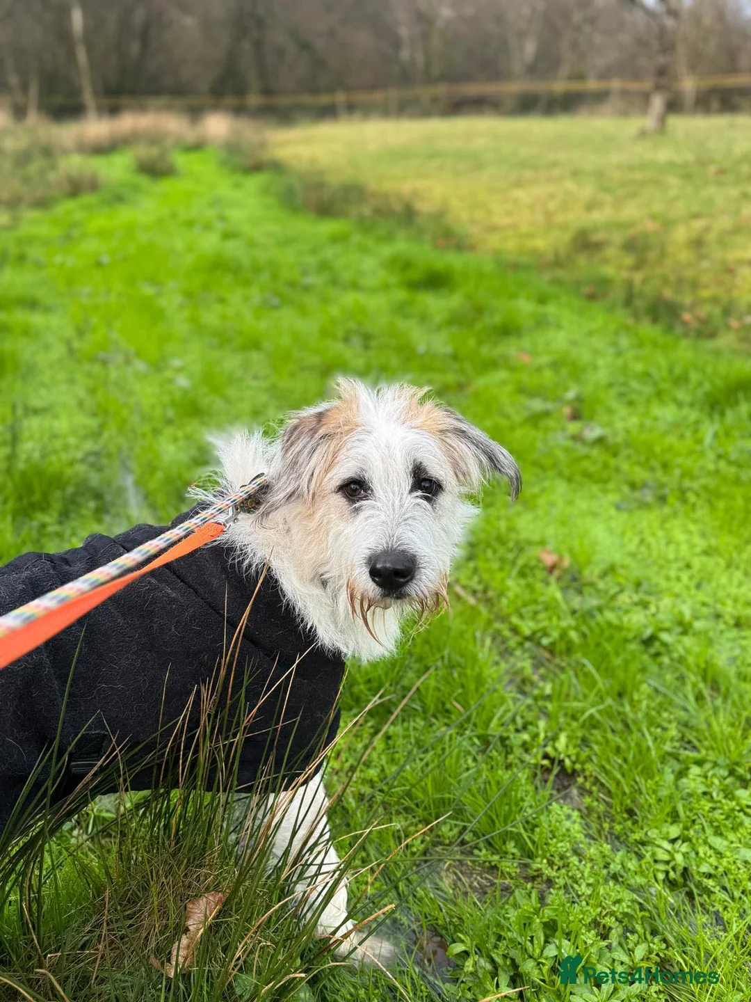 Mixed Breed dogs for adoption: KALLIE-17months, loves dogs/playful/active/rural - Advert 22