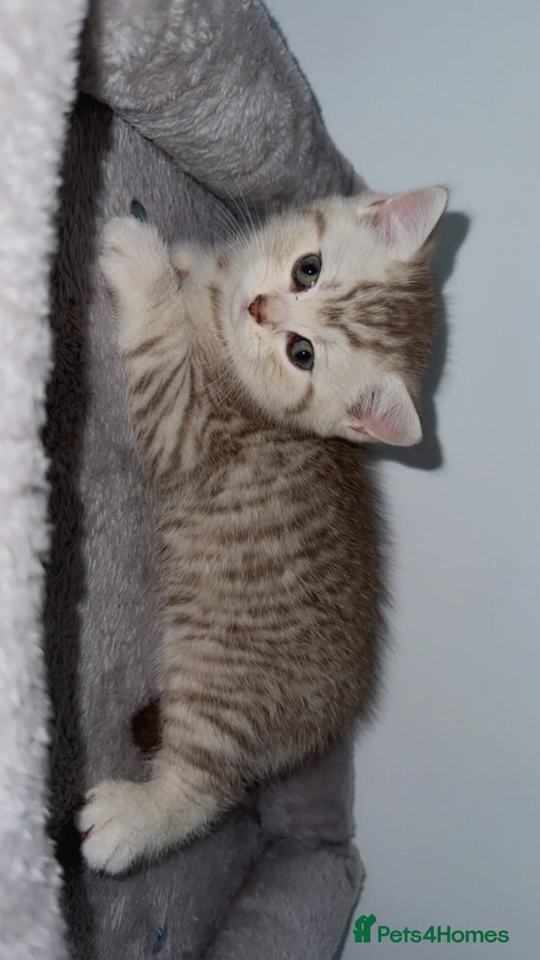 British Shorthair cats for sale: Pure breed kittens  in Sutton - Advert 2