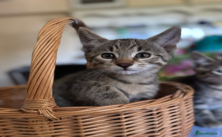 Savannah cats - Advert 1