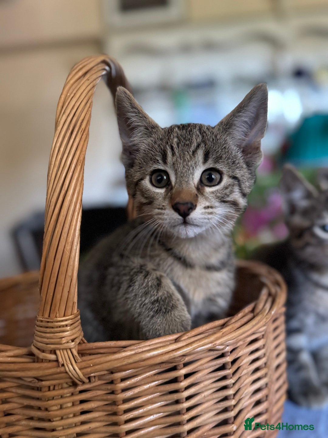 Savannah cats for sale: Savannah x Dorset Lad  - Image 1
