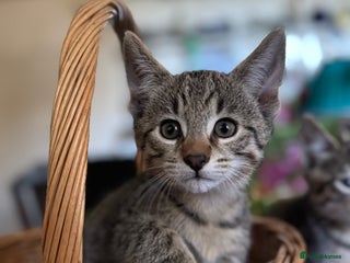 Savannah cats - Advert 15