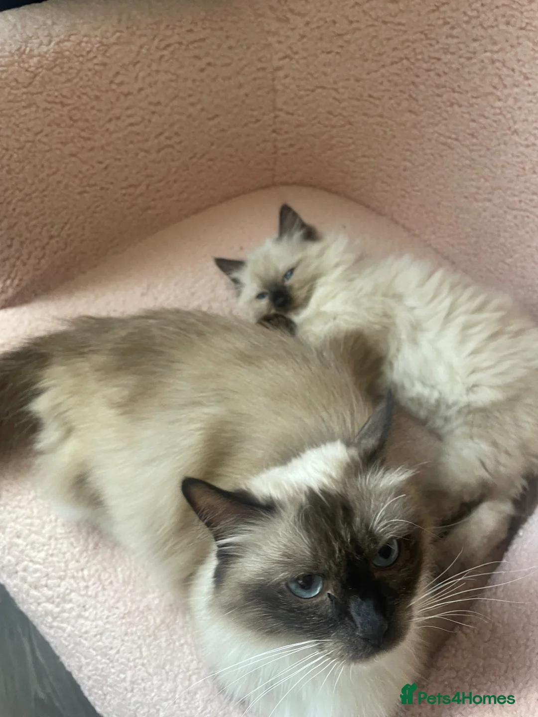 Ragdoll cats for sale: FEMALE ragdoll kitten - Advert 2