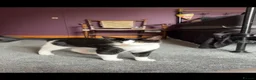 British Shorthair cats for sale: Kiki the cat - Advert 3