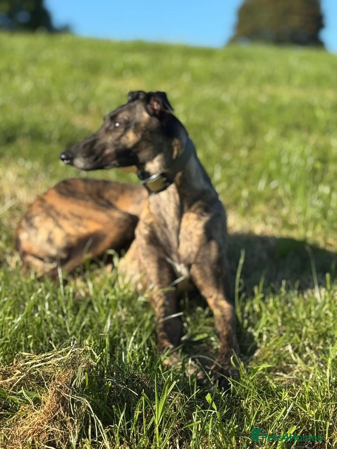 Mixed Breed dogs for sale: Deerhound x greyhound bitch  - Advert 3