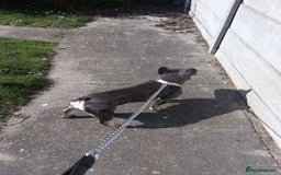 French Bulldog dogs for sale: French bulldog for sale !!! - Image 2